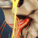 SmoothSpine™ – Massageador de Costas com Tripla Ação